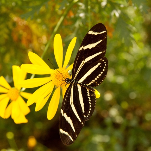 Meet your Posher - Picture 1 of 2